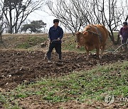 봄맞이 밭갈이