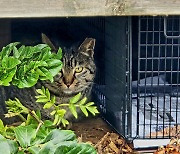 길고양이 ‘돌봄 가이드라인’ 나온다…TNR 최저입찰도 바뀔 듯