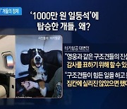 터키항공 “1등석 모셔라”…개들에게 무슨 사연이?