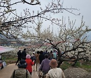 광양매화축제, 11일 토요일 하루만 17만여 명 다녀가..역대 최대 인파 