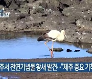 제주서 천연기념물 황새 발견…“제주 중요 기착지”