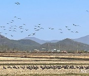 '멸종위기' 독수리까지…야생조류 164마리 '농약중독' 폐사