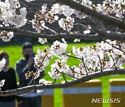 "봄이 왔어요" 제주 활짝 핀 벚꽃·개나리 기지개