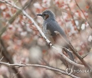 창원 주남저수지 직박구리