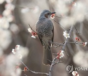 창원 주남저수지 매화 나뭇가지 앉은 직박구리