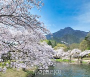경북 벚꽃 명소 23선에서 행복한 봄꽃여행 추억을!