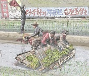 [Graphic News] Total area  of N. Korea’s rice paddies down in 2022