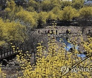 노랗게 물든 구례 산수유마을