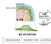 나이 들수록 `당(糖) 조심`…뇌막에 쌓인 당이 뇌 기능 장애 유발