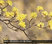 [여기는 안동] 봄기운에 의성 산수유 ‘활짝’…3년 만의 축제