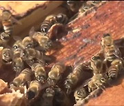 사라지는 꿀벌들…이유는? 대책은?