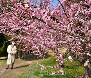 해남의 봄 '봄축제'로 즐겨요! ..3월 봄축제 연달아 열려