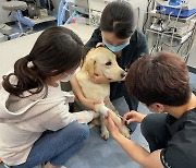 공혈견 대신 헌혈견 필요하지만... 헌혈견 복지도 꼭 챙겨야