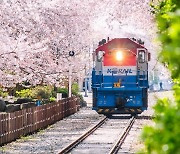 코레일, 4월 봄꽃 관광열차 3년 만에 운행 재개…축제 여행상품도 선봬