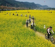 경화역 눈부신 벚꽃, 봄꽃 관광열차 3년 만에 부활