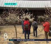 봄의 전령 미선나무꽃 활짝...청주 미동산수목원 전시회 개최