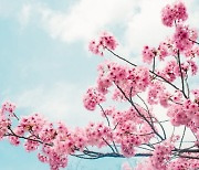 '봄꽃 명소' 인기 여행지 1위는?