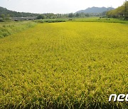 고창군, 고품질 쌀 생산기반 조성…벼 육묘용 경량상토 지원