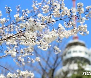 4월은 벚꽃의 계절…대구공공시설관리공단 3년 만에 '벚꽃길' 전면 개방