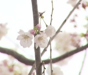 [영상] 연분홍빛으로 물들어가는 제주의 ‘봄’