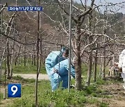 치료제 없는 과수화상병…확산 우려에 방제 비상