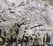 여의도 벚꽃길, 4년 만에 ‘활짝’ 연다···내달 4~9일 축제 전면 개최