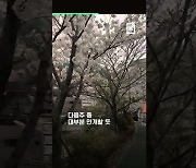 [60초 뉴스]부산 ‘벚꽃’ 얼마나 폈나...이미 만개한 곳도 있어