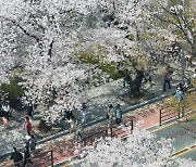 [WEEKEND GETAWAY] Spring is here, get out and smell the cherry blossoms