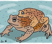 [살며 사랑하며] 두꺼비는 두꺼비를 업고
