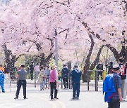 “벚꽃 보러 갈래?”...4년만에 열리는 봄꽃축제, 500만명 몰려온다