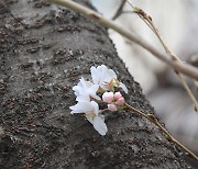 [사진] 경주 벚꽃 개화 시작, 지난해보다 8일 빨라