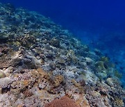 ‘지구온난화’로 따뜻해지는 바다…산호들 ‘저산소증’ 심각