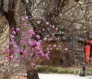 봄꽃 인파 4월 첫주에 몰린다…인기 여행지 1위는 진해