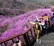 "인천에 봄꽃놀이 오세요"…이달 말부터 본격 개화