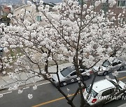 진해 벚꽃 개화 1호 벚나무 '활짝'