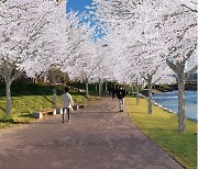 하남시, 미사호수공원 일대 2억8천만원 들여 왕벚·이팝나무 꽃길 조성