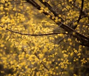 [명품 컷] 산수유꽃이 그려낸 노란 물결... 산골 마을은 지금 ‘봄’