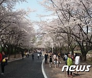 '온전한 일상회복' 성큼…인천서 3년만에 진달래·벚꽃 축제