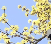 전북 이른 봄꽃 활짝…봄기운 ‘물씬’