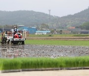 전북 쌀 재배면적 줄인다... 5777㏊ 논콩 등으로 전환