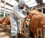 군산시, 소·염소 구제역 백신 일제 접종 나선다