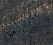 동해산불 일년, 복원되지 않은 숲