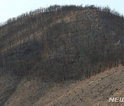 동해산불 일년, 치유되지 않은 숲