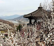섬진강 매화마을 꽃도, 봄도 절정…4년만에 축제도