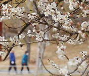 매화 피는데 벚꽃 활짝…서울도 3월 벚꽃 가능성
