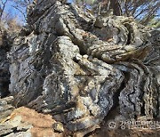춘천 신북읍 주민 마적산 습곡바위 지질학적 유산화 총력