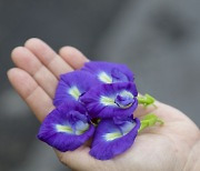 보라색 음료 만드는 ‘나비완두콩꽃’, 식품 사용 ‘불법’이니 주의