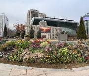 '봄맞이' 서울광장 3년만에 잔디 교체·꽃단장