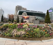 '봄맞이' 서울광장 3년만에 잔디 교체·꽃단장