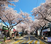 '봄이 오기만을 기다렸다' 제주 봄꽃 명소 총정리